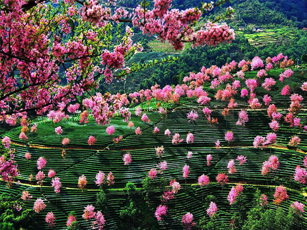 桃花島